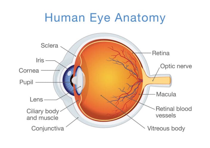 Normal Retinal Anatomy - The Retina Reference