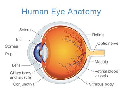 human eye anatomy diagram-430