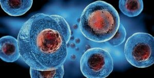several stem cells upclose